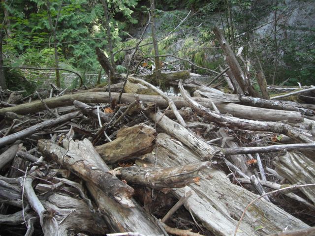Centre Creek Log Jam